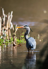Grey Heron in habitat. Her Latin name is Ardea cinerea.