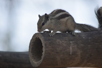 Close up view of squirrel sitting on branch with clear background
