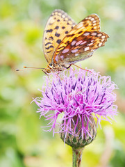 花を助ける受粉者・ヒョウモンチョウ(ポリネーター)