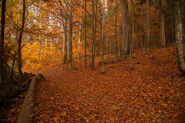 Forest autumn with leaves fallen on the ground