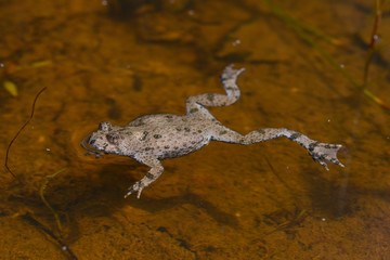Gelbbauchunke (Bombina variegata) - Yellow-bellied toad 