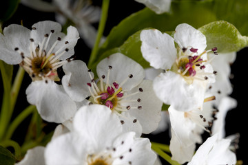 Obraz premium White tree flowers isolated on black background