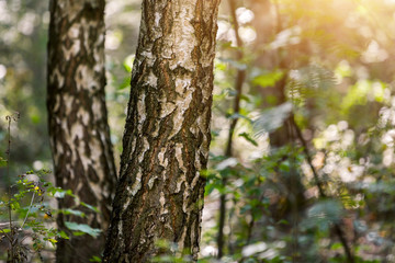 Obraz premium Sun rays in autumn city park - Czech Republic, Pardubice