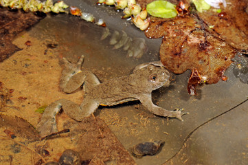 Yellow-bellied toad / Gelbbauchunke (Bombina variegata)