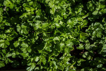 Obraz premium overhead view of fresh green cilantro