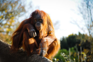 pondering orangutang