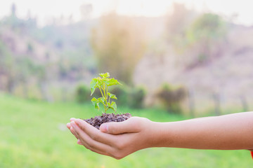 human hand holding plant growing in germination sequence on fertile soil.