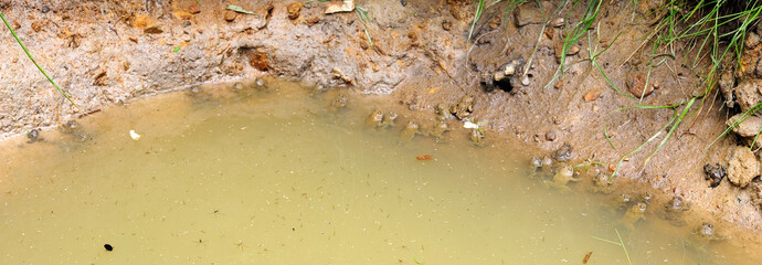 small Pond with lots of  Yellow-bellied toads / kleiner Teich mit vielen Gelbbauchunken (Bombina...