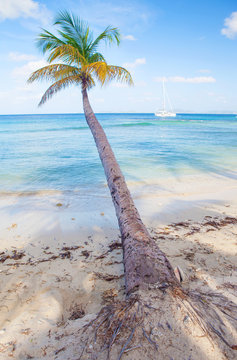 Mustique Tropical Island Coast 