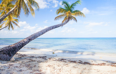 Caribbean Mustique Island one of the Grenadines tropical beach with palm trees and turquoise ocean water
