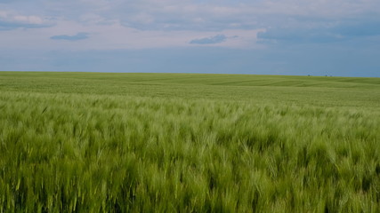 Drone Footage Of Grain Field. Agriculture, Farming Concept. Aerial View.