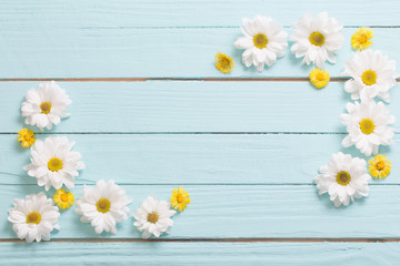 white chrysanthemum and yellow coltsfoot on blue wooden backgrou