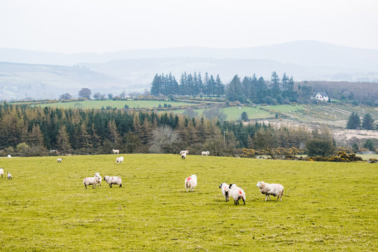Paisaje de Irlanda con praderas verdes, ovejas y monta&ntilde;as