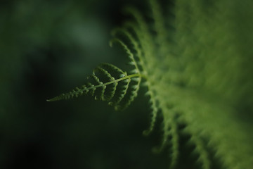 green leaf in forest 