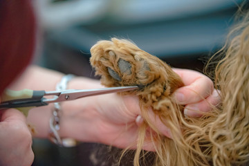 The paw of a dog is cut with scissors