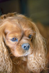 Portrait of a Cavalier King Charles Spaniel dog
