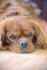 Portrait of a Cavalier King Charles Spaniel dog