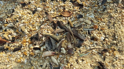 Sand with seashell, coral