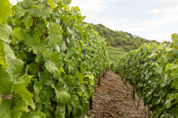 Fototapeta na wymiar Vineyards of the Ahr Valley