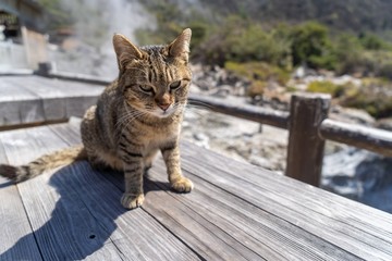cat sitting on fence