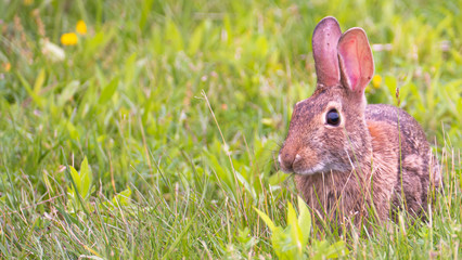 Cute easter rabbit is sitting on a grren meadow