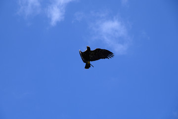 Adler im Flug