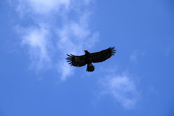 Adler im Flug