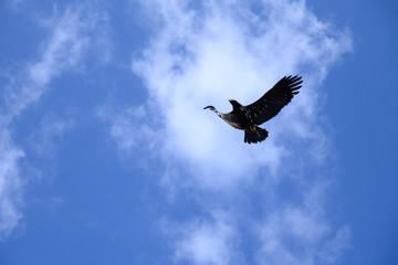 Adler im Flug