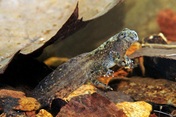 metamorphosing frog / Yellow-bellied toad / metamorphosierender Froschlurch / Gelbbauchunke...