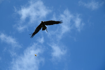 Adler im Flug