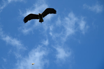 Adler im Flug