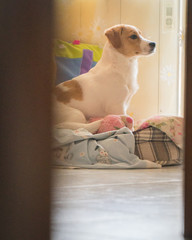 Adorable jack russell terrier puppy.First days at home still looking scared and sometimes...