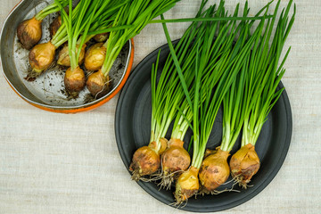 Green onion for salad on a black ceramic plate in Ukraine. Just out of the garden.