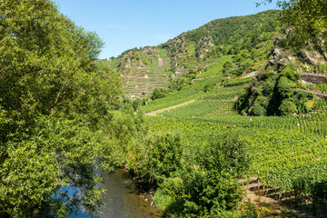 Fototapeta na wymiar Vineyards of the Ahr Valley
