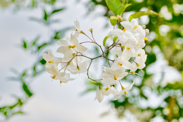 Obraz premium romantic white colored flowers of a tree, against a light green background of leaves, spring colors, soft selective focus