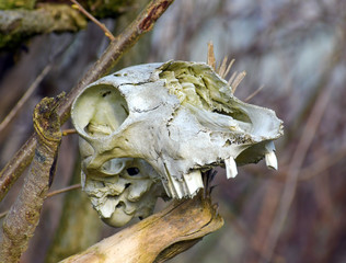 Sheeps skull