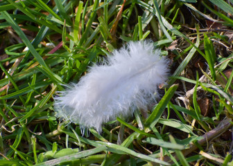 White  feather