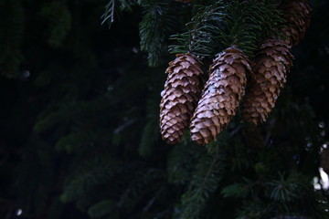 pine cone on a branch