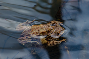 Mating toads and spawn in the water, Bufonidae or bufonem emittunt