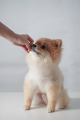 small dog breed or pomeranian with light brown hair sitting and waiting on white table and white background for some snack from owner that holding in her hand