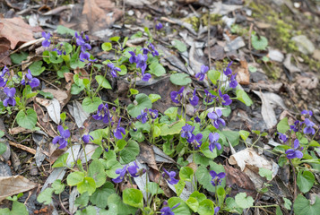 forest ground covered with spring violet flower ,Viola odorata or wood violet, sweet violet with green leaves