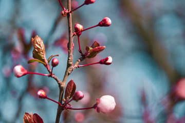 bright pink and white flowers on trees, blooming, spring landscape, beautiful background