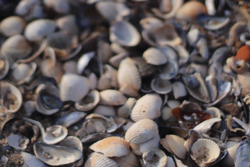 collection of seashells 