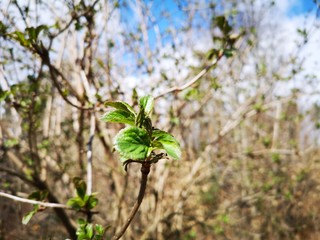 erste Knospe Frühlingsbote