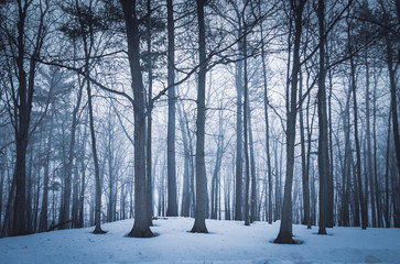 Dramatic forest trees at winter dawn