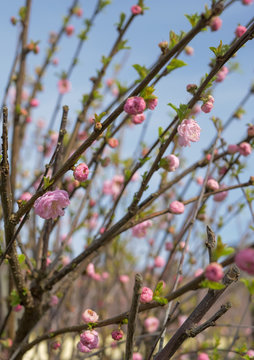 Pink blossom flowers on young tree branches