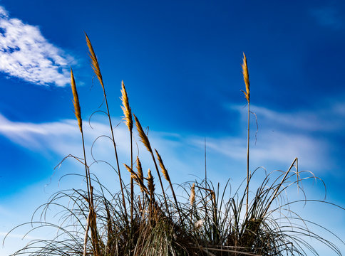 Grass and wild reeds near coastal path in Ireland