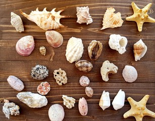 seashells on a background. sea shells lie on a brown wooden background