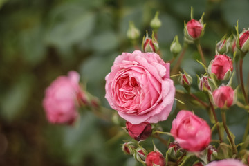 Naklejka na ściany i meble rose bush pink 