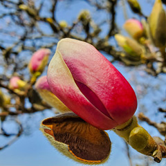 Spring flowers tree background. Pink flowers on the tree